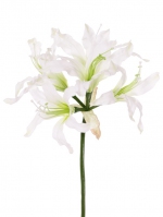 Nerine bowdenii  kliplelie 70 cm